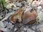 Bordás serleggomba (Helvella acetabulum), Budai-hegység